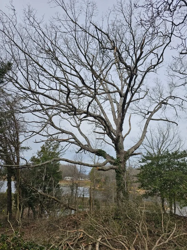 Trusted landscaping services in Heathsville, VA - Tough Cuts Tree and Scapes