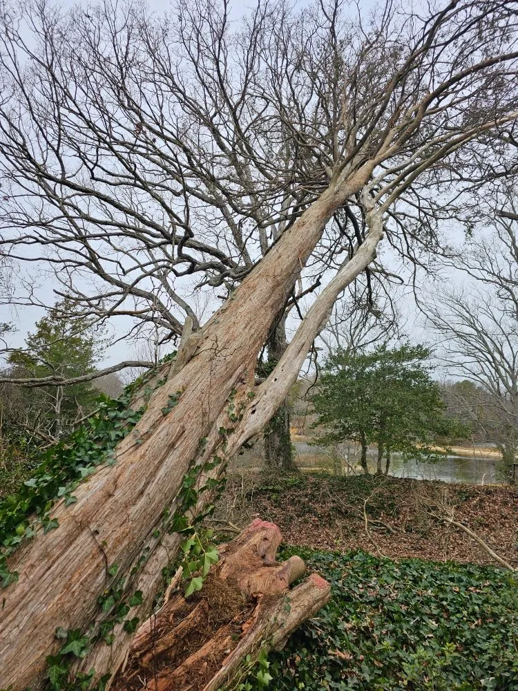 Custom residential landscaping for year-round maintenance across Heathsville, VA - Tough Cuts Tree and Scapes