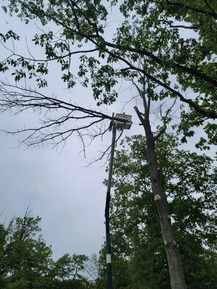 Top-rated yard maintenance in Heathsville, VA by Tough Cuts Tree and Scapes