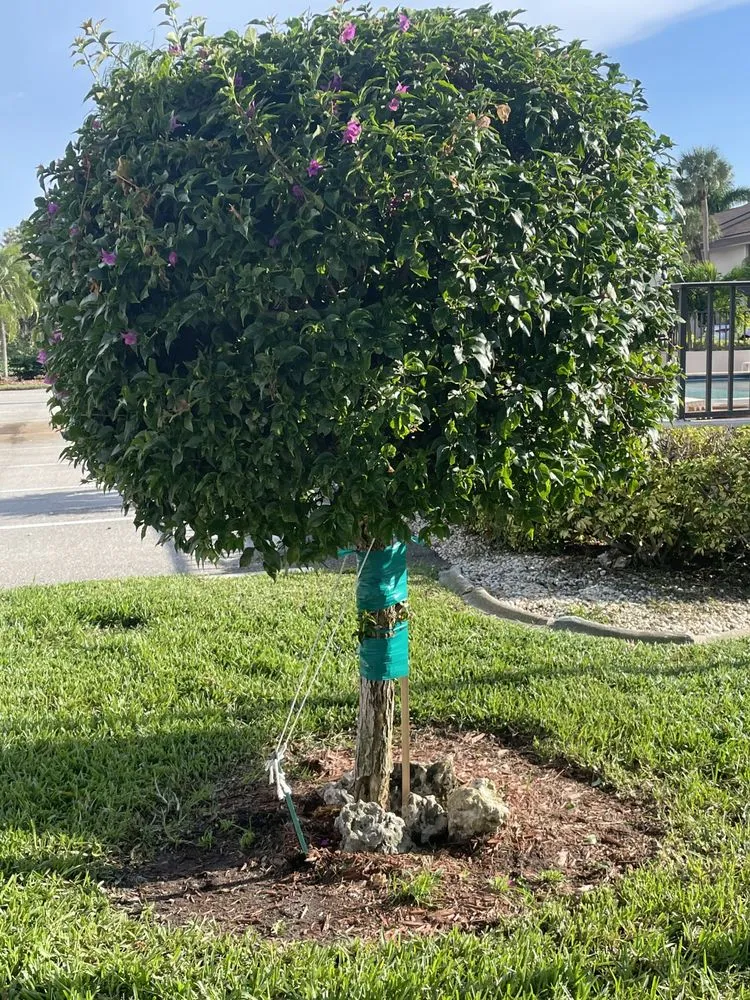 Local landscape installation for beautiful yards in North Fort Myers, FL by Tower Strong Services