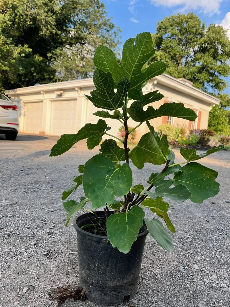 Custom outdoor landscaping for year-round maintenance across Chalfont, PA - Town & Country Garden