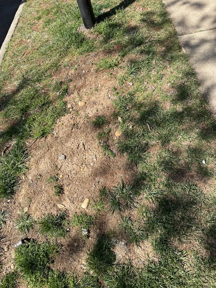 Trusted yard cleanup service for year-round maintenance across Lorton, VA - Town & Country Landscaping