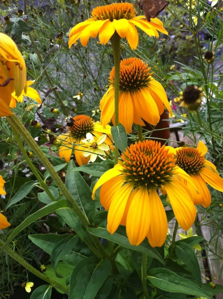 Professional lawn mowing service for year-round maintenance across Haddam, CT - Town & Country Nursery