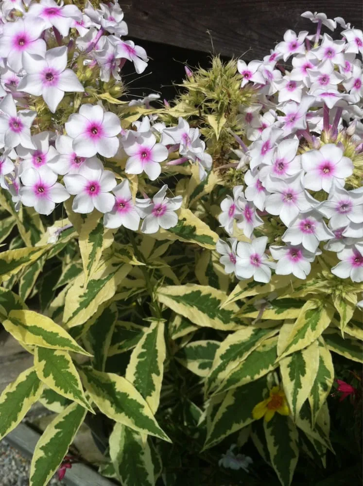 Expert yard maintenance in Haddam, CT by Town & Country Nursery