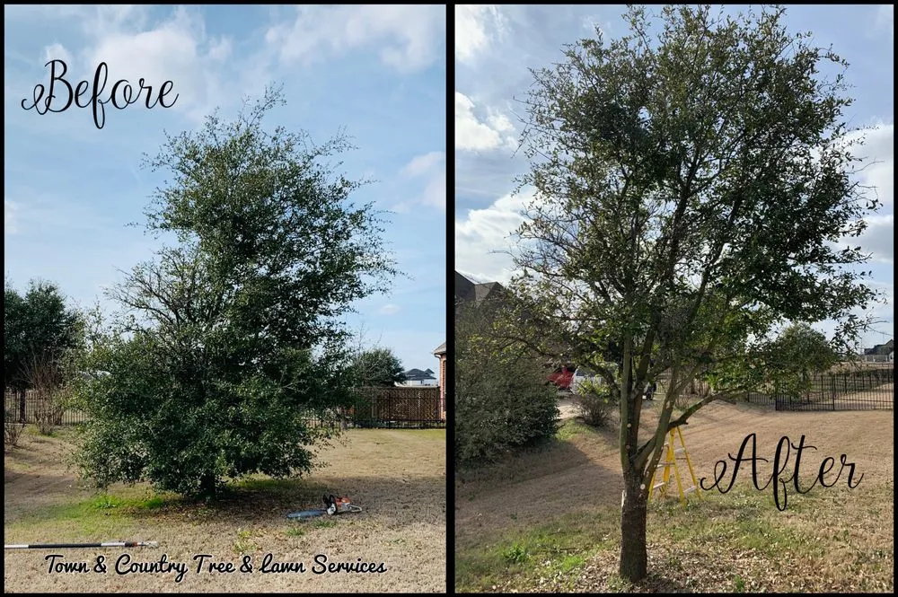 Reliable lawn care service for homes in Seagoville, TX by Town & Country Tree and Lawn Services