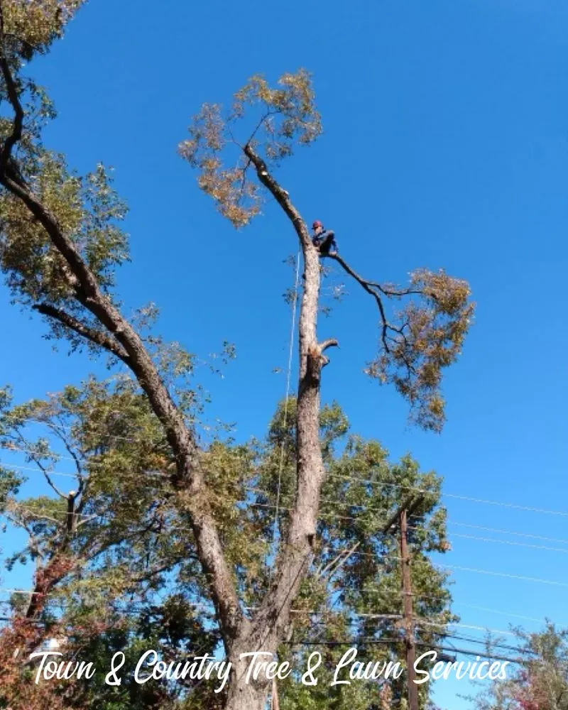 Top-rated yard cleanup service in Seagoville, TX by Town & Country Tree and Lawn Services