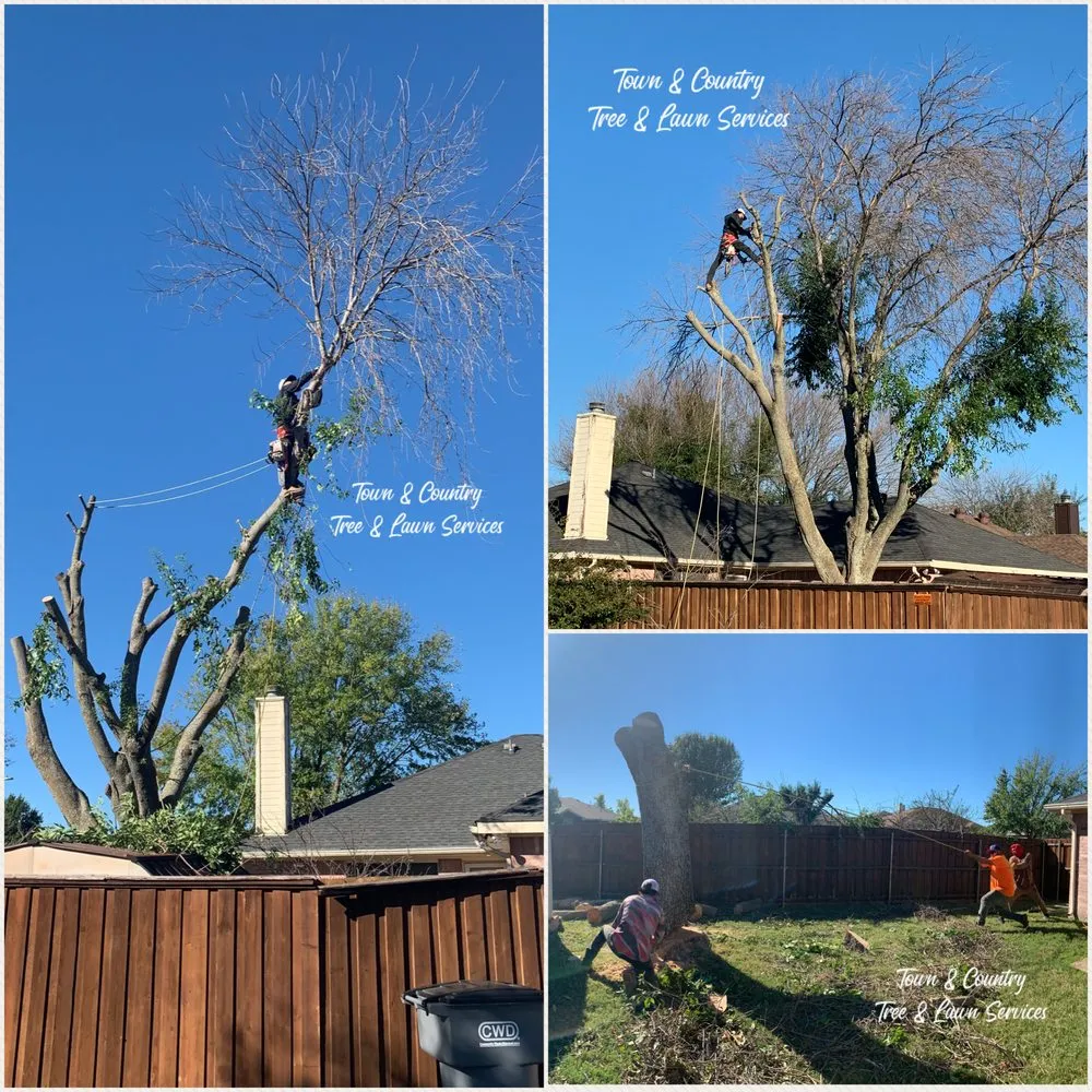 Local garden landscaping experts serving Seagoville, TX - Town & Country Tree and Lawn Services