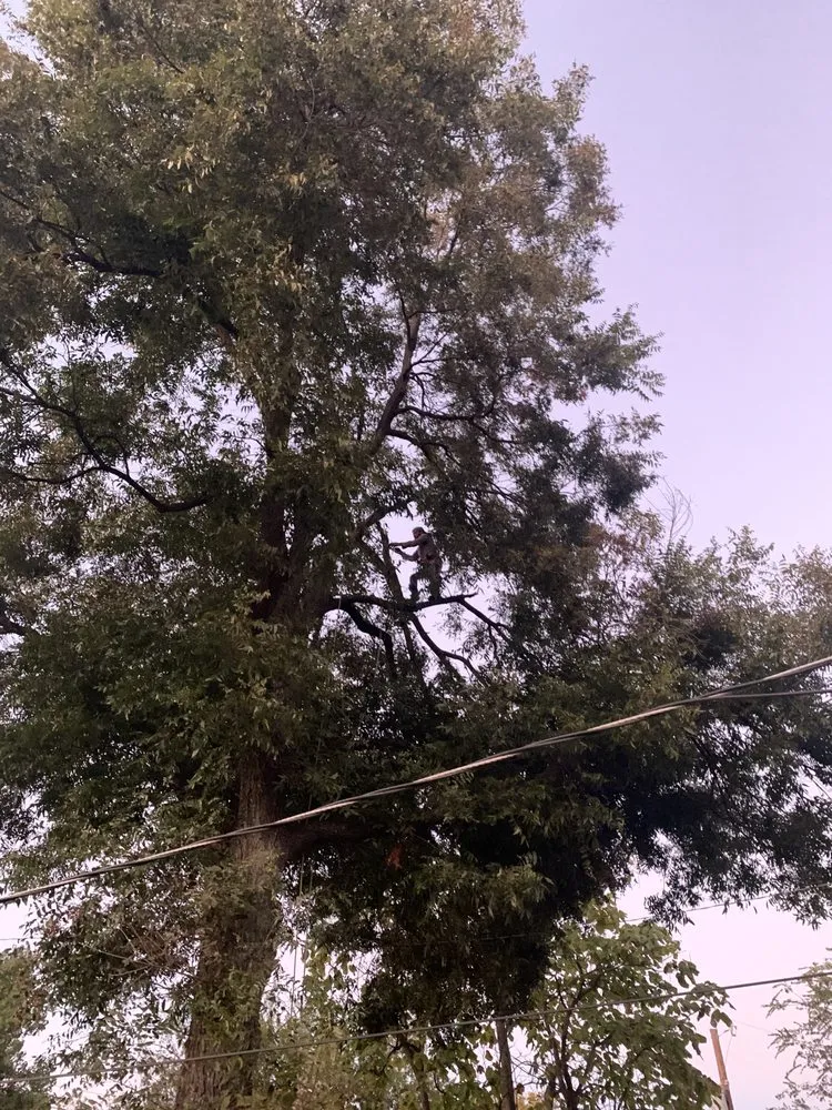 Reliable lawn care service with custom design in Seagoville, TX by Town & Country Tree and Lawn Services