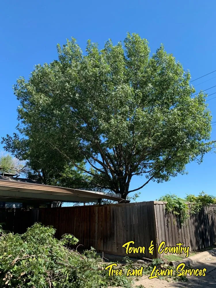 Trusted landscape design experts serving Seagoville, TX - Town & Country Tree and Lawn Services