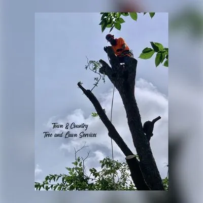 Town & Country Tree and Lawn Services