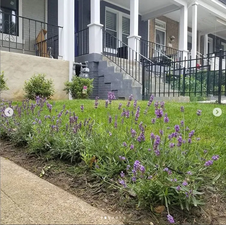 Reliable landscape installation for residential properties in Washington DC, DC by Townhome Landscapes