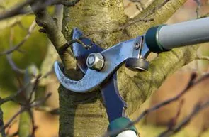 Affordable landscaping services in El Paso, TX - Townsite