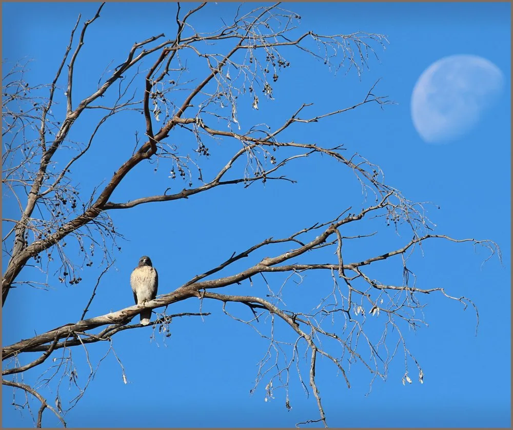 Local landscaping services in Concord, CA by Toys landscaping