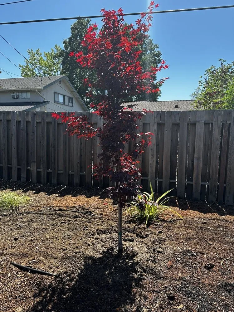 Reliable garden landscaping for outdoor upgrades in Concord, CA by Toys landscaping