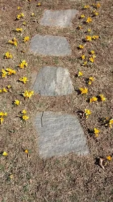 TPI Landscape Service Logo