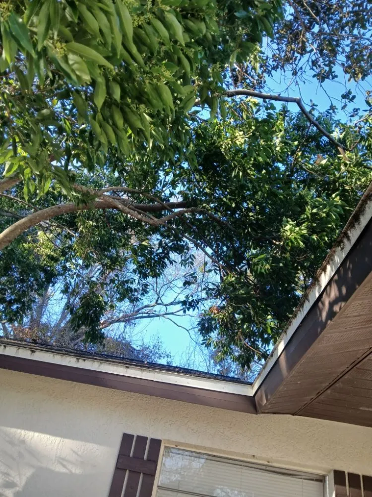 Professional yard cleanup service in Oldsmar, FL - Tpm Lawn Care