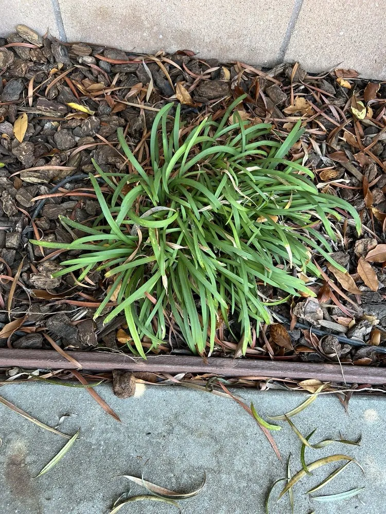 Top-rated yard maintenance experts serving Buena Park, CA - TPS Landscaping