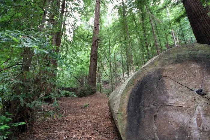 Expert yard cleanup service in Buena Park, CA - TPS Landscaping