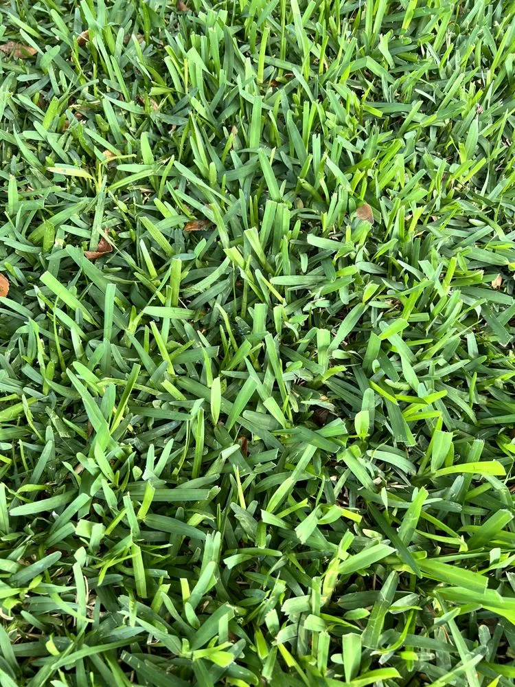 Professional landscaping services experts serving Buena Park, CA - TPS Landscaping