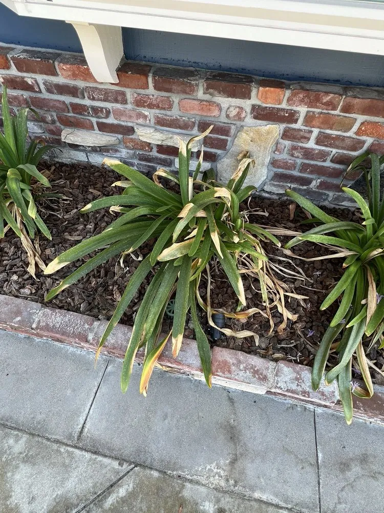 Reliable landscape installation in Buena Park, CA by TPS Landscaping