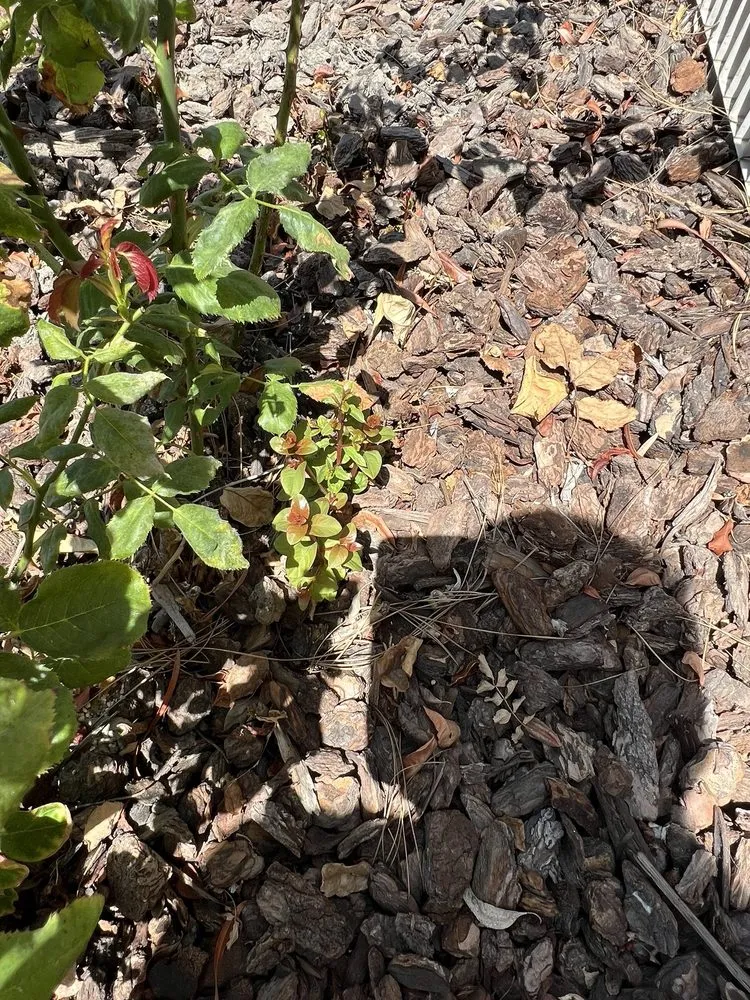 Affordable yard maintenance in Buena Park, CA by TPS Landscaping