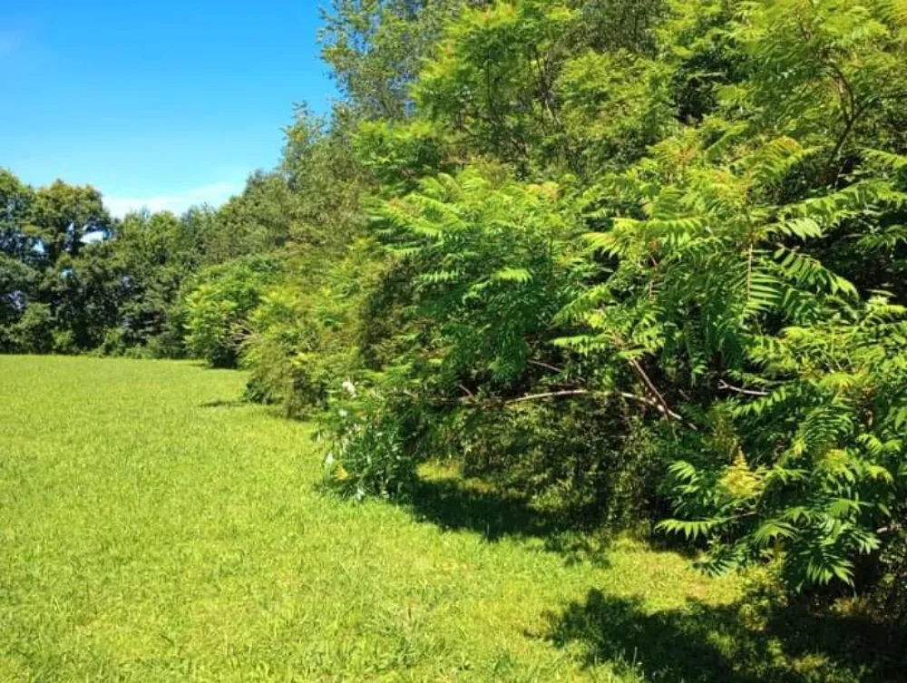 Local landscape design in Florence, AL - T&R Land Clearing and Excavation