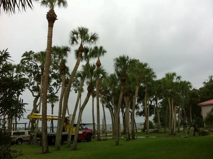 Reliable lawn care service in Cocoa, FL - TR Lawn & Tree