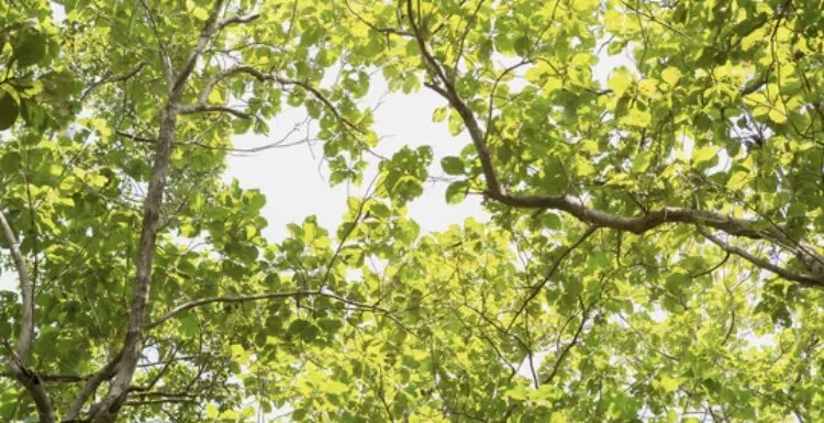 Local lawn care service in River Ridge, LA by T&R Tree Trimming And Bush Removal