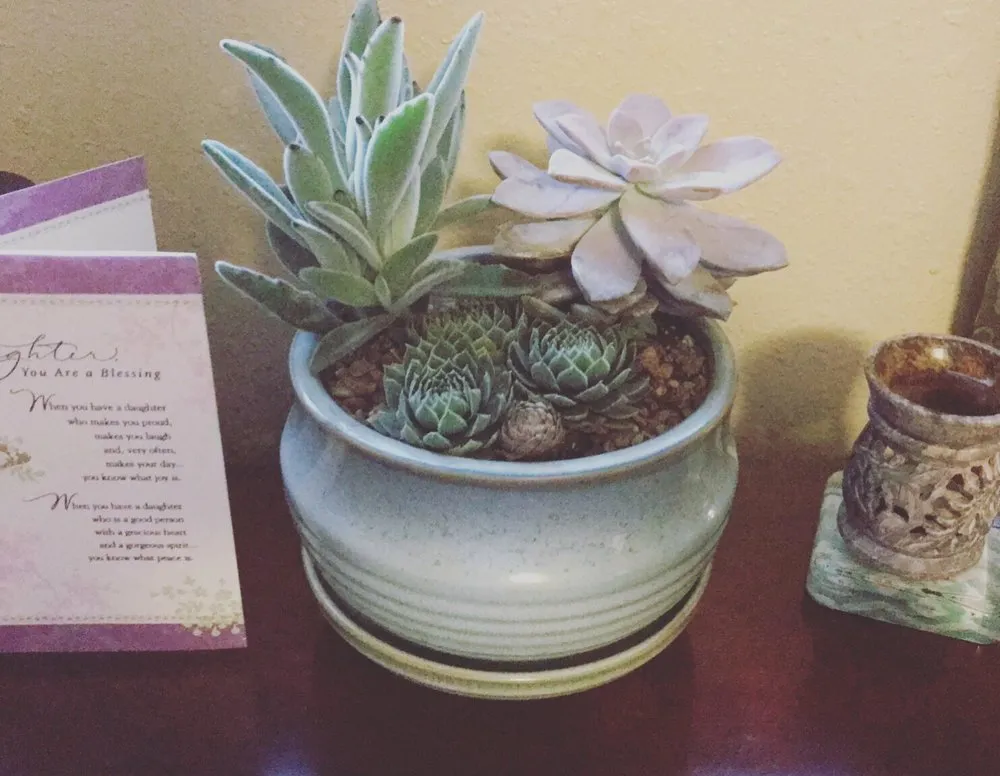 Trusted outdoor landscaping for year-round maintenance across Clovis, NM - Traci's Greenhouse