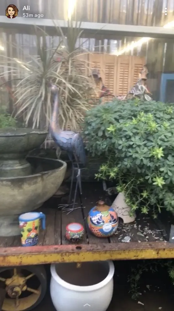 Trusted yard cleanup service for homes across Clovis, NM - Traci's Greenhouse