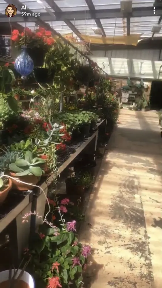 Top-rated residential landscaping experts serving Clovis, NM - Traci's Greenhouse