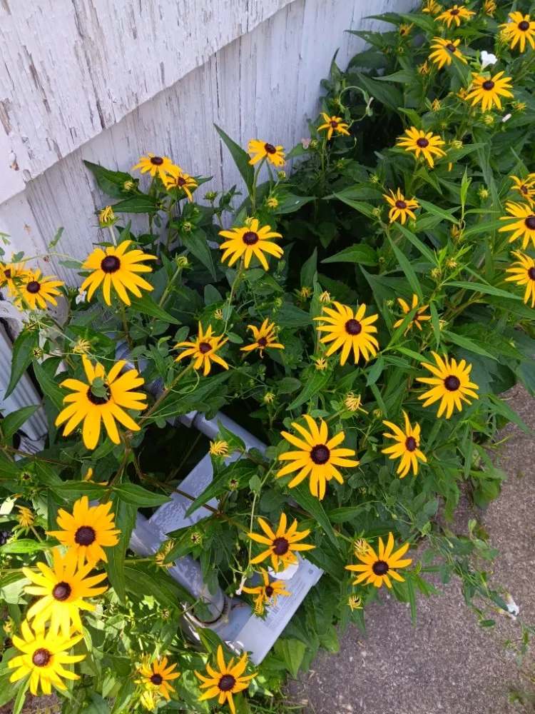 Professional yard cleanup service experts serving Strongsville, OH - Trade & Barter Labor