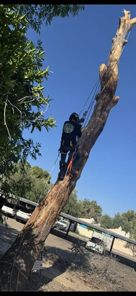 Reliable lawn care service in Scottsdale, AZ by Trader's Trunk