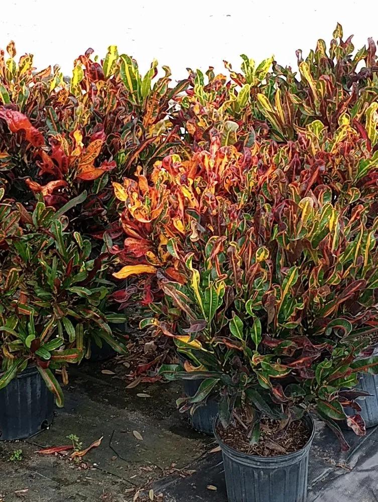 Expert lawn mowing service experts serving Savannah, GA - Traditional Lawn