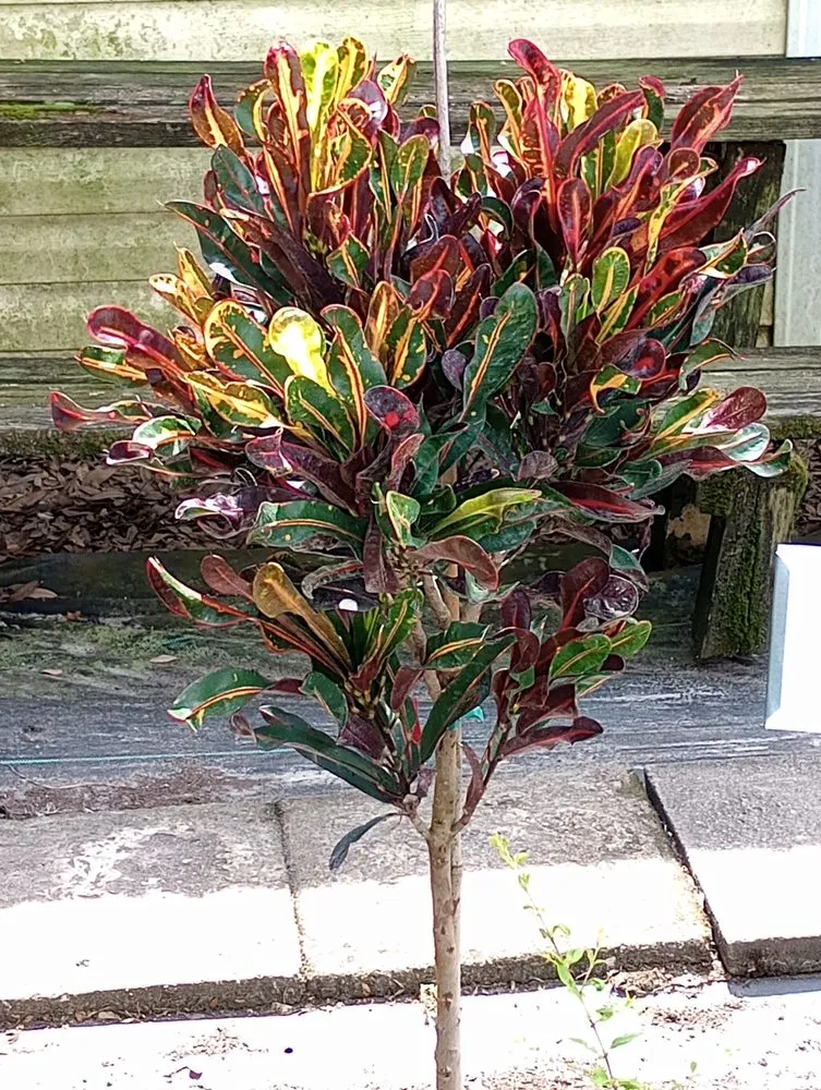 Custom yard maintenance in Savannah, GA by Traditional Lawn