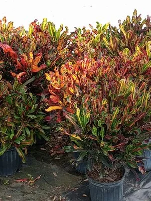 Traditional Lawn Logo