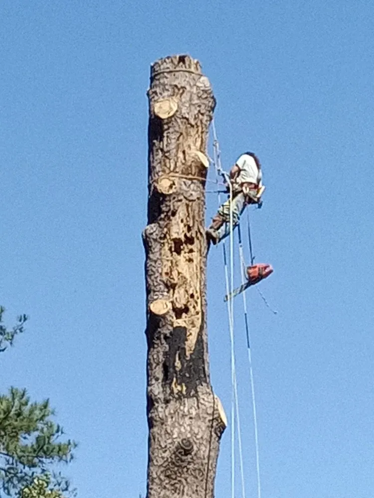 Local outdoor landscaping for homes in Carriere, MS by Traditional Tree Works