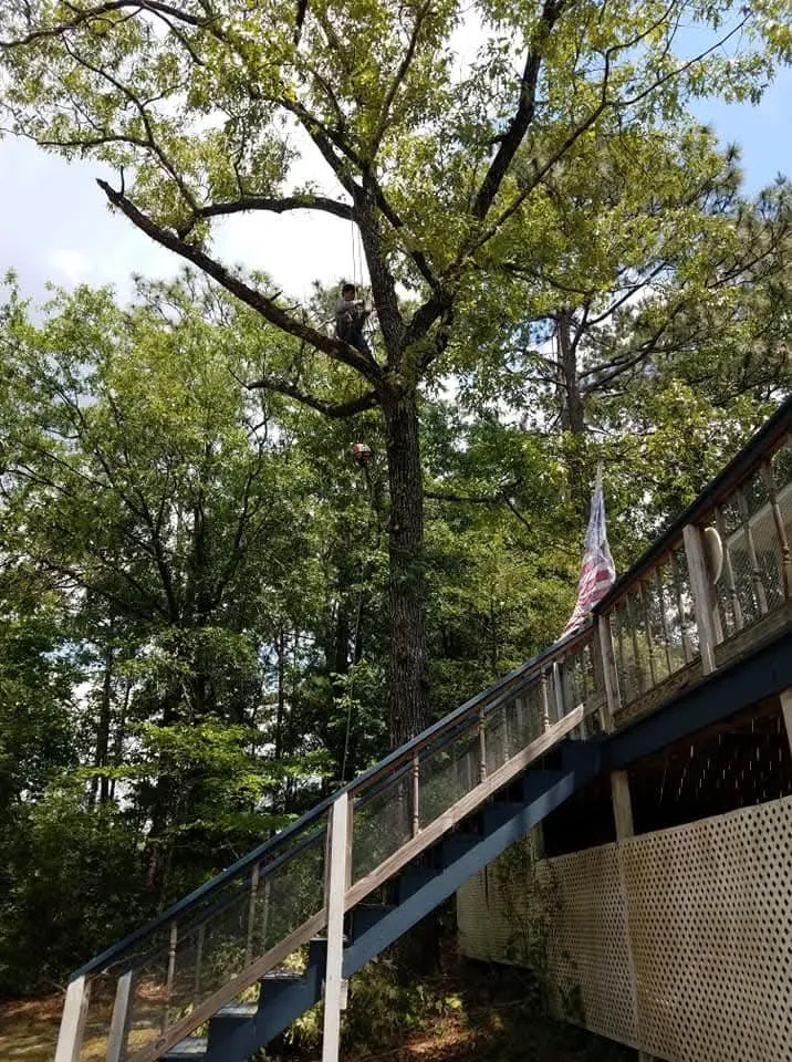 Top-rated lawn care service experts serving Carriere, MS - Traditional Tree Works