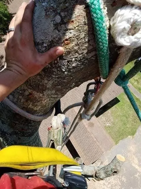 Professional landscaping services experts serving Carriere, MS - Traditional Tree Works