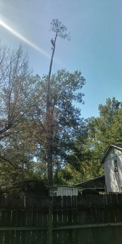 Reliable lawn care service in Carriere, MS by Traditional Tree Works