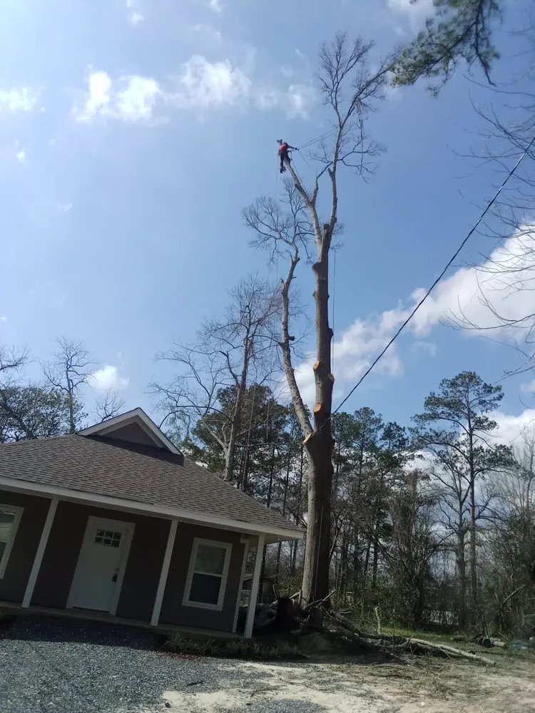 Reliable yard maintenance experts serving Carriere, MS - Traditional Tree Works
