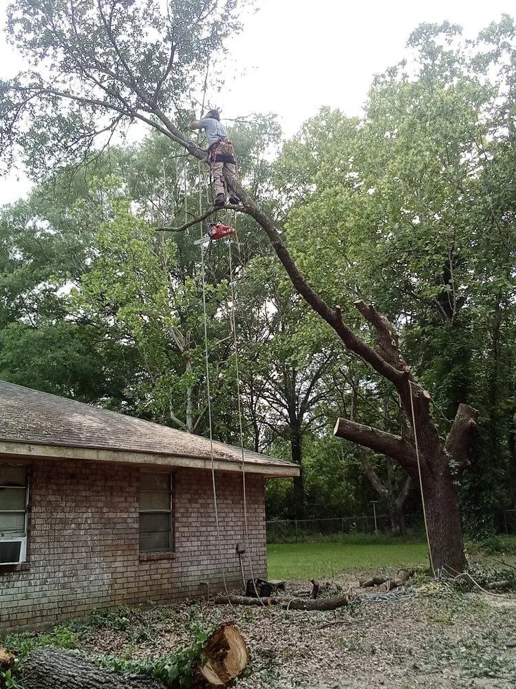 Affordable yard cleanup service near you in Carriere, MS by Traditional Tree Works