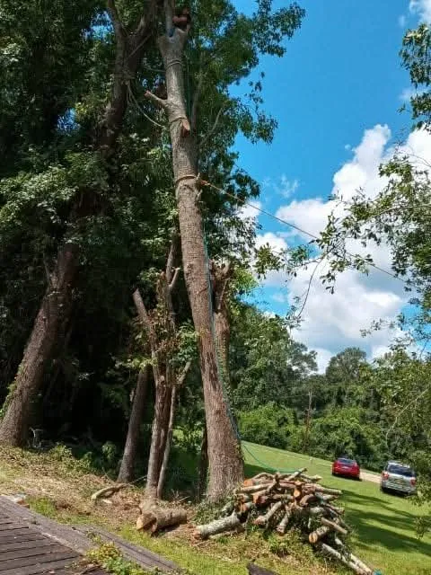 Top-rated lawn mowing service experts serving Carriere, MS - Traditional Tree Works