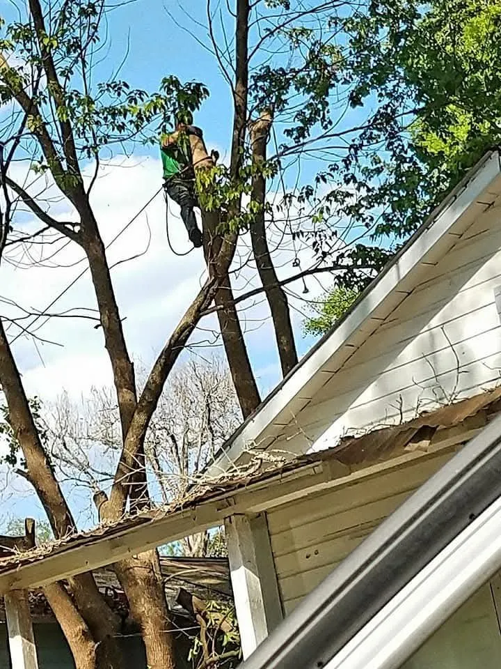 Reliable lawn mowing service in Carriere, MS - Traditional Tree Works