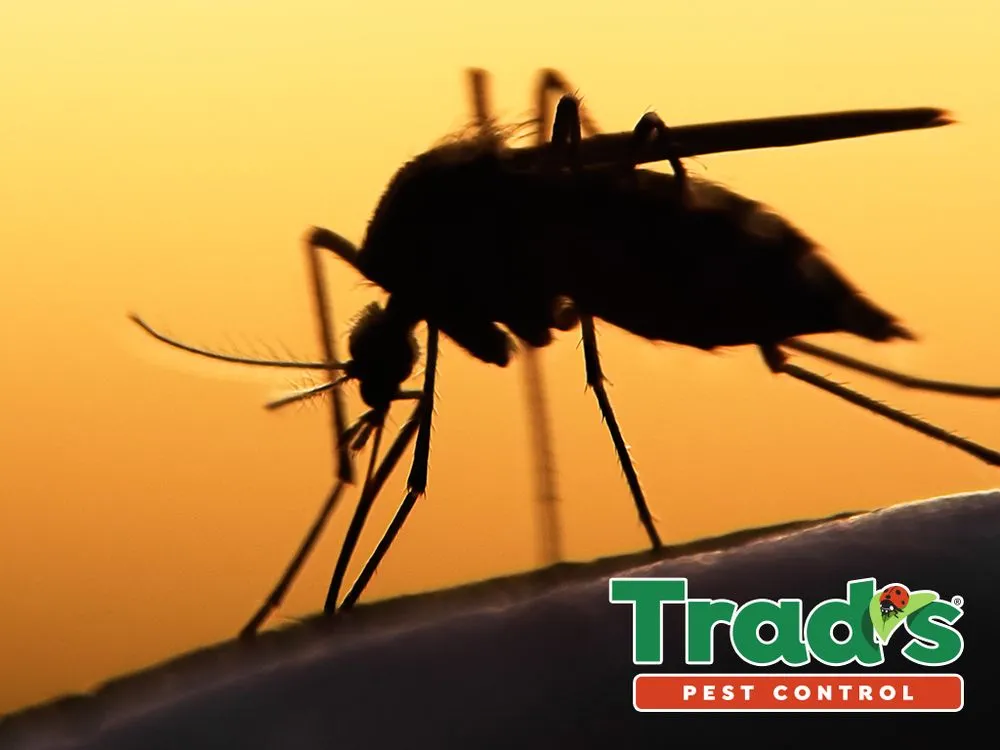 Expert residential landscaping near you across Jacksonville, FL - Trad's Pest Control