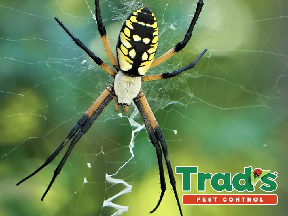 Top-rated residential landscaping for homes in Jacksonville, FL by Trad's Pest Control