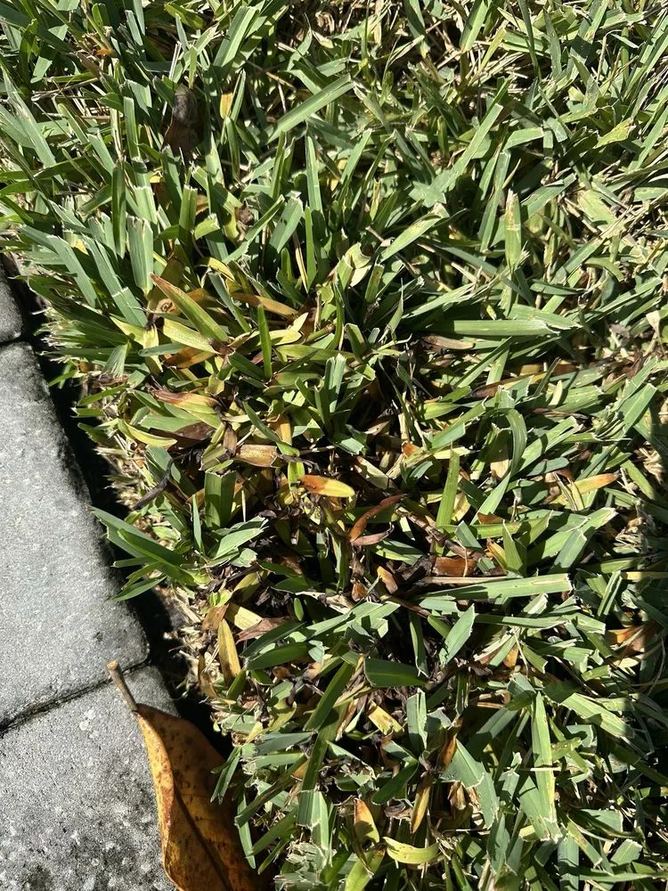 Reliable landscaping services experts serving Jacksonville, FL - Trad's Pest Control