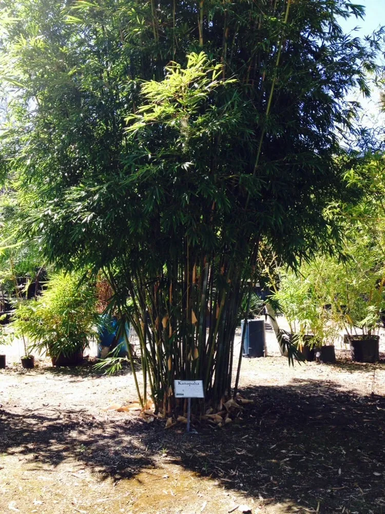 Top-rated lawn mowing service for year-round maintenance in Jacksonville, FL by Trad's Pest Control