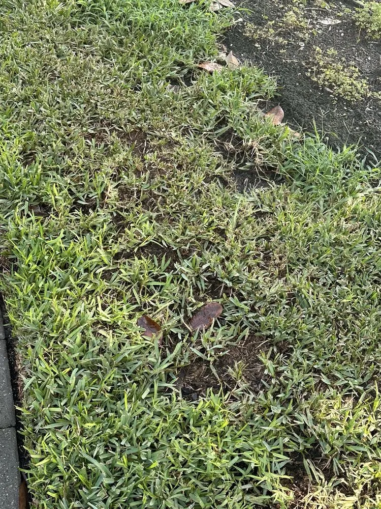 Affordable residential landscaping for beautiful yards in Jacksonville, FL by Trad's Pest Control