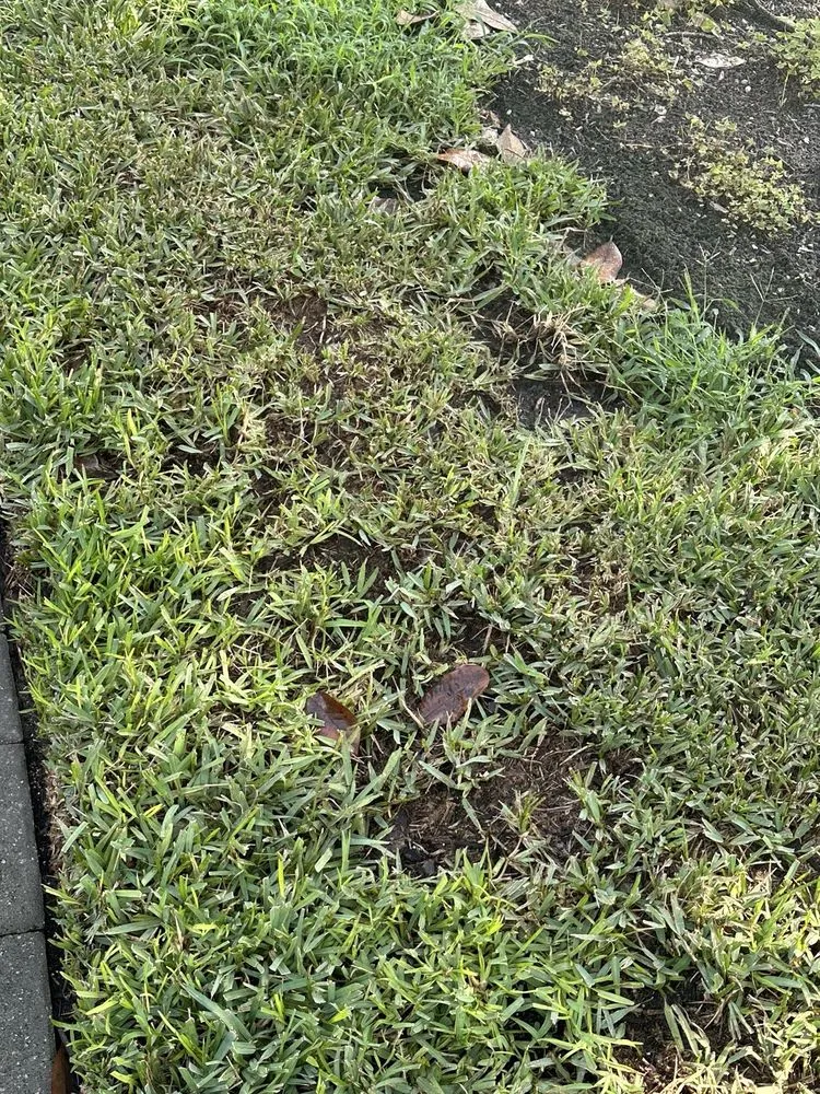 Top-rated landscape installation in Jacksonville, FL by Trad's Pest Control